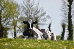 Rubber Cow Mattresses